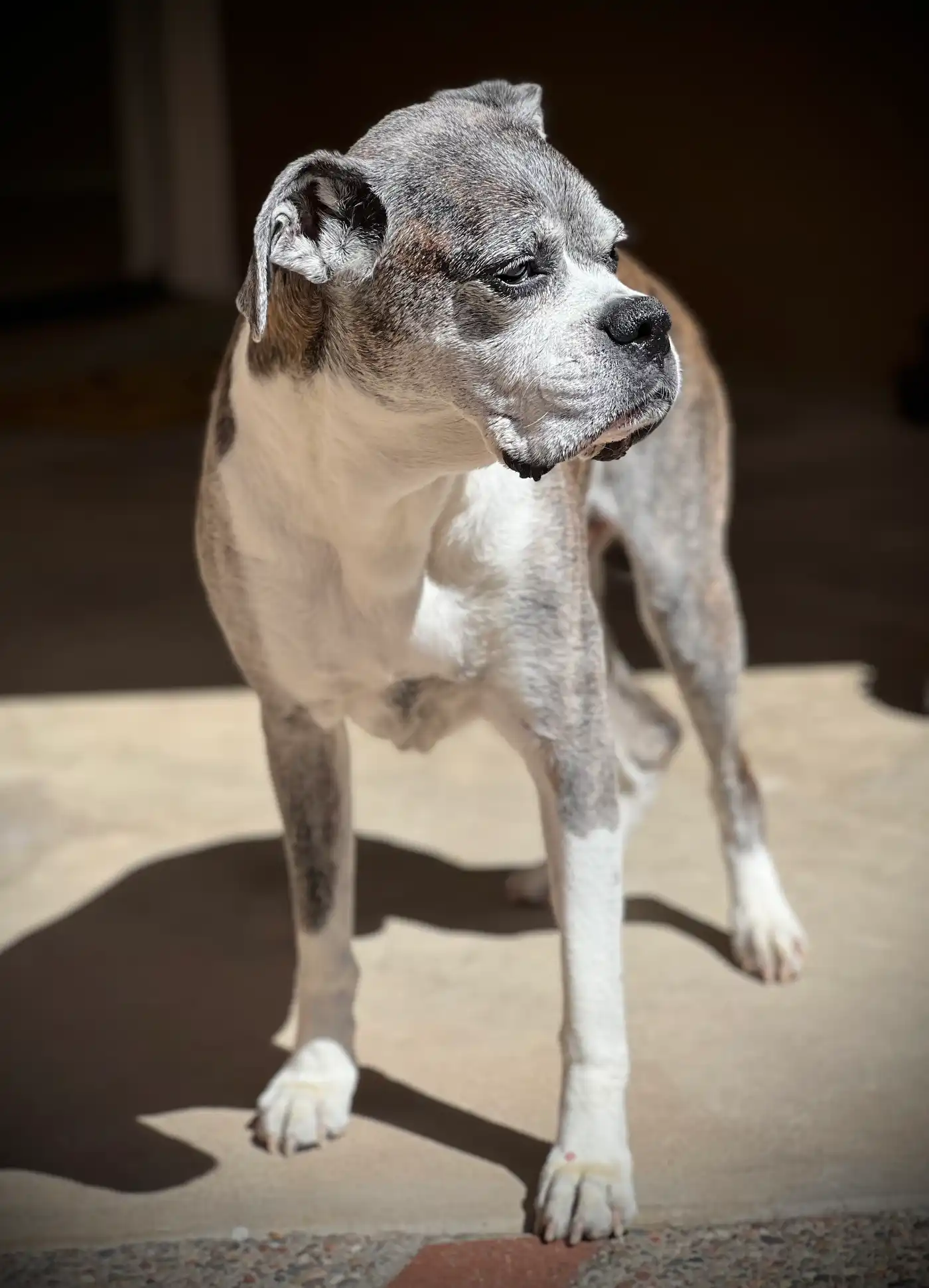 Magnum, a boxer.